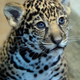 Illustration for article titled Name a Jaguar!
